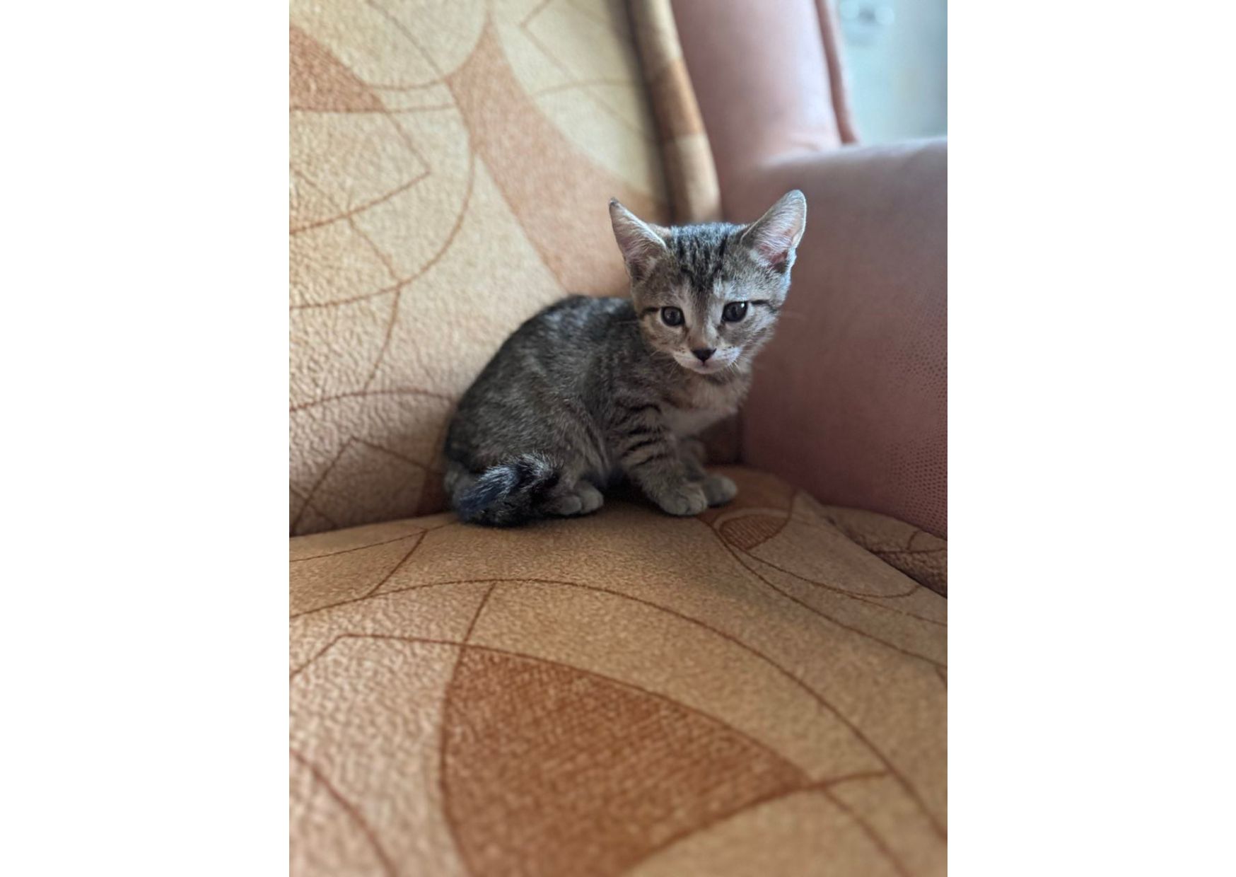 Шукаємо родини для маленьких клубочків щастя! 😻