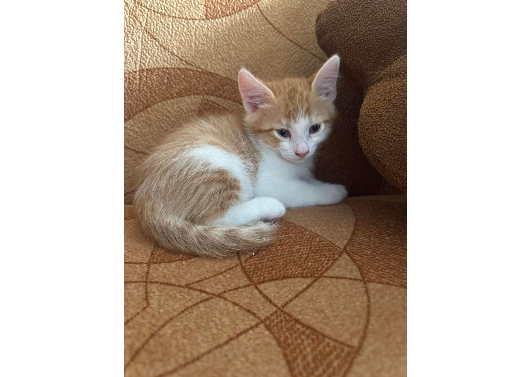 Шукаємо родини для маленьких клубочків щастя! 😻