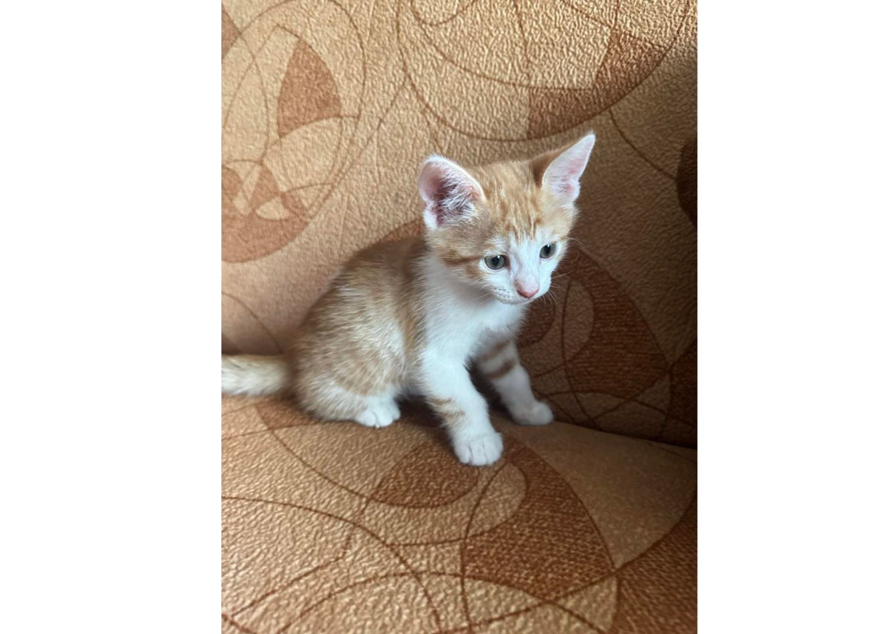 Шукаємо родини для маленьких клубочків щастя! 😻