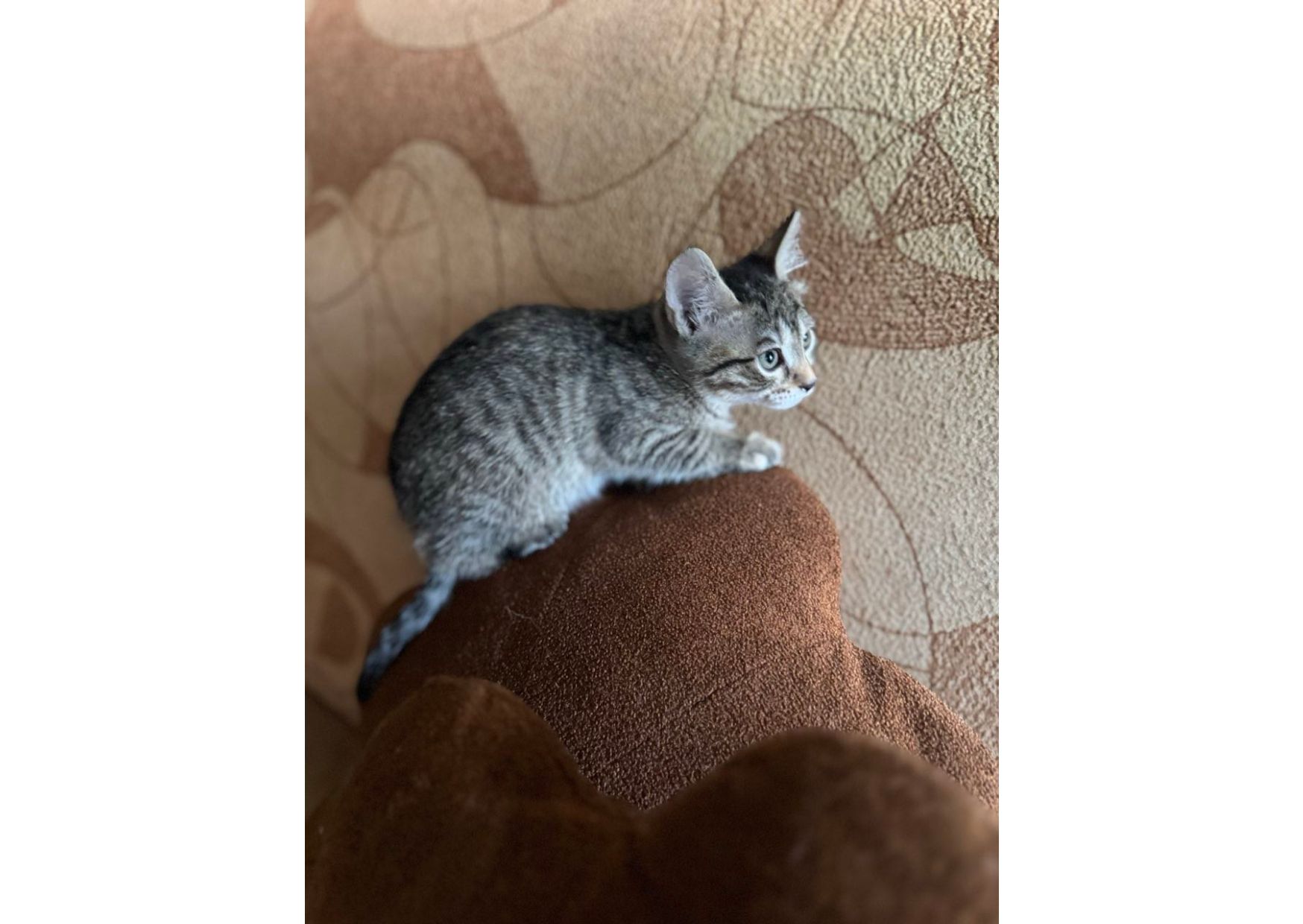 Шукаємо родини для маленьких клубочків щастя! 😻