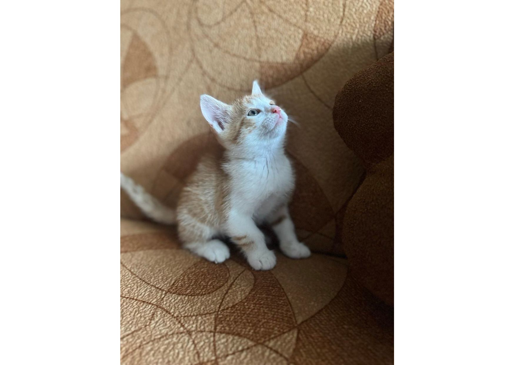 Шукаємо родини для маленьких клубочків щастя! 😻
