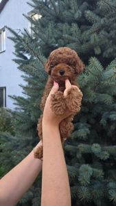 Цуценята мальтіпу