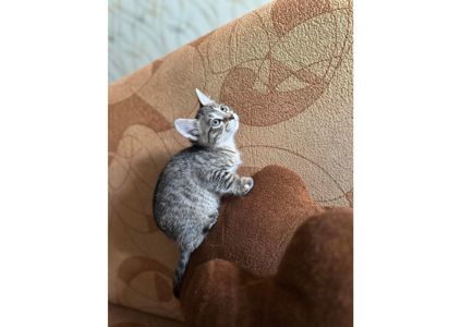Шукаємо родини для маленьких клубочків щастя! 😻