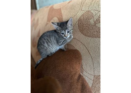 Шукаємо родини для маленьких клубочків щастя! 😻