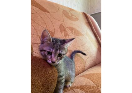 Шукаємо родини для маленьких клубочків щастя! 😻