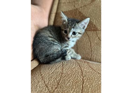 Шукаємо родини для маленьких клубочків щастя! 😻