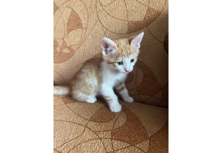 Шукаємо родини для маленьких клубочків щастя! 😻
