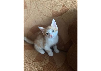 Шукаємо родини для маленьких клубочків щастя! 😻