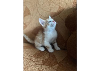 Шукаємо родини для маленьких клубочків щастя! 😻