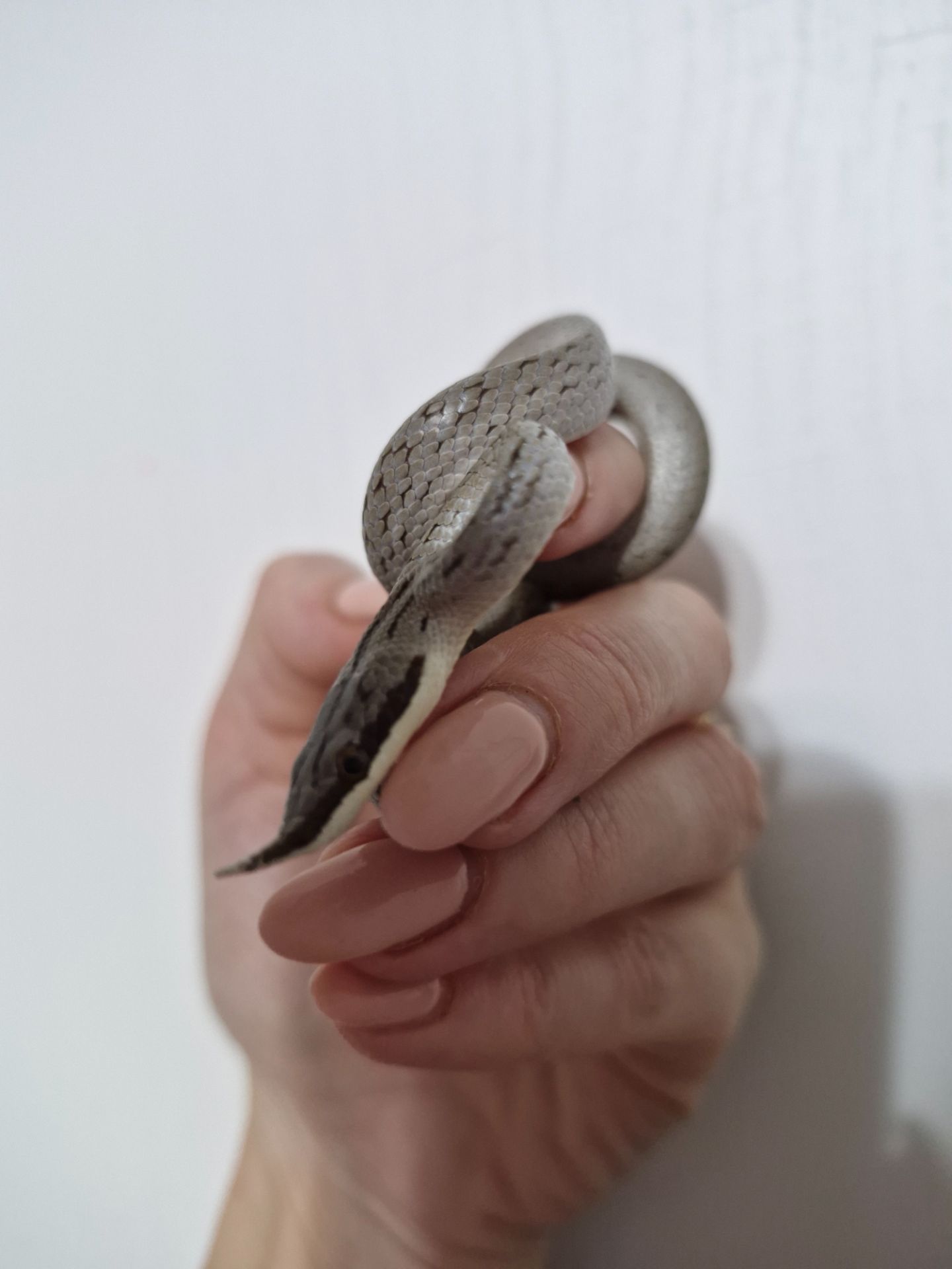 Полоз Буланже