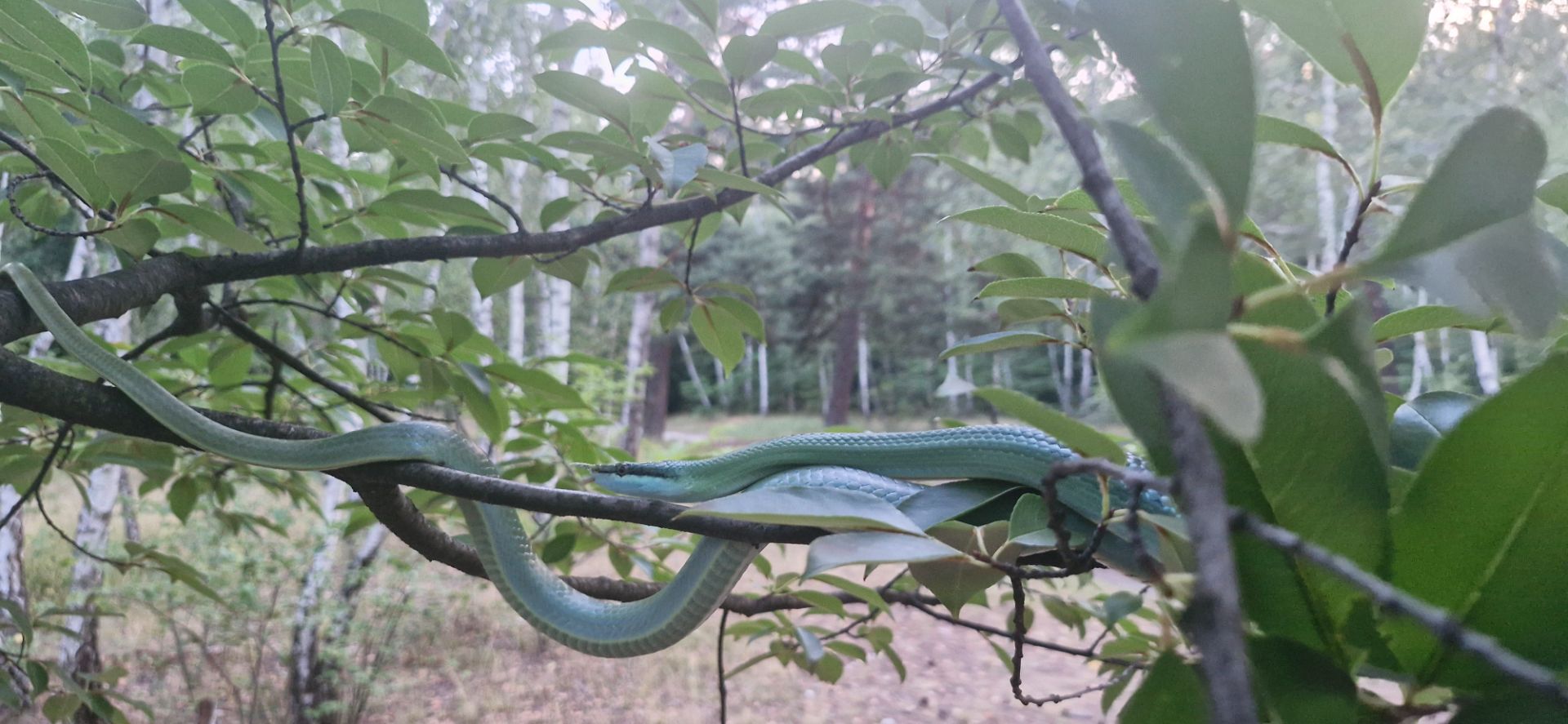 Полоз Буланже
