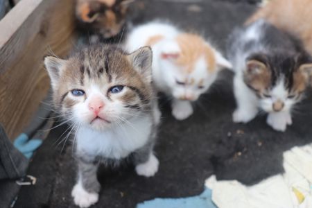 Віддам кошенят в добрі руки