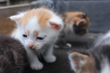 Віддам кошенят в добрі руки