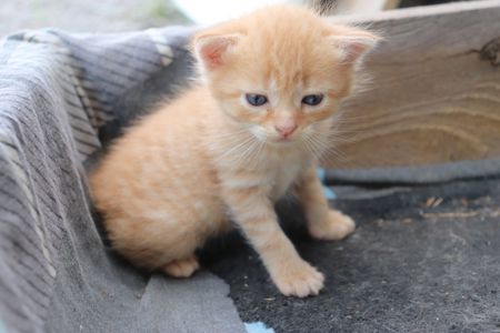 Віддам кошенят в добрі руки