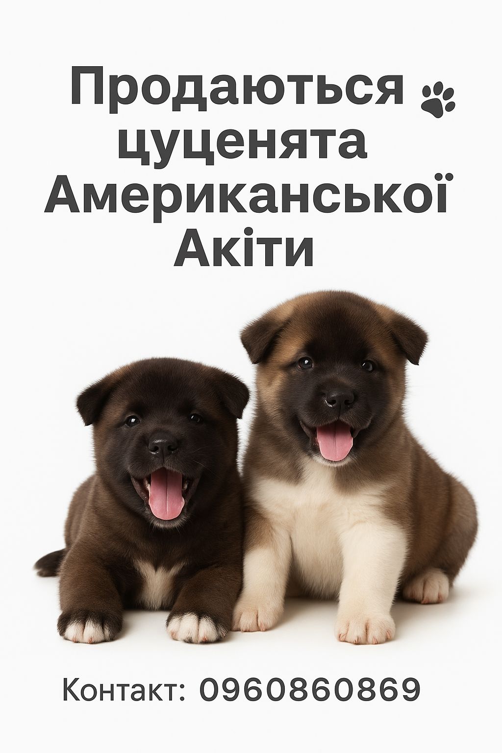 🌸🐶 Цуценята Американської Акіти шукають свій дім! 🐶🌸