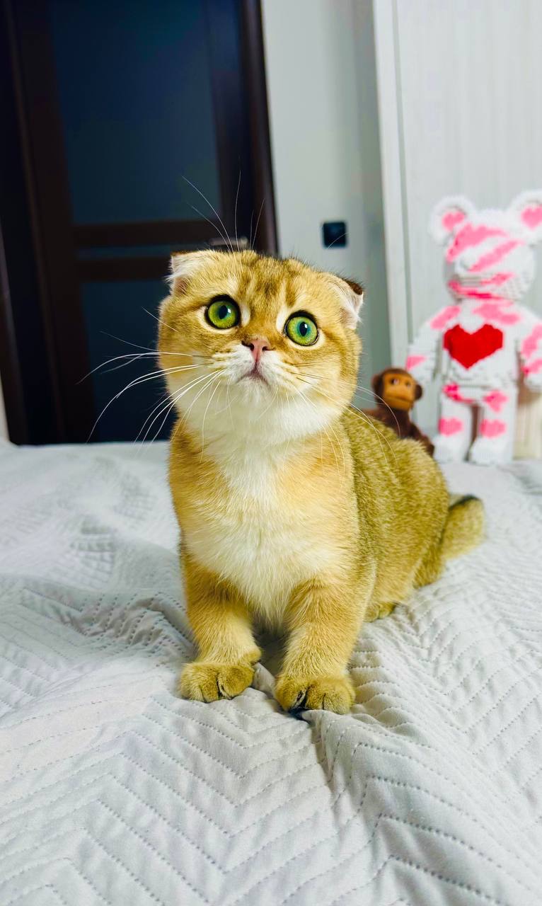 Хлопчик золота шиншила