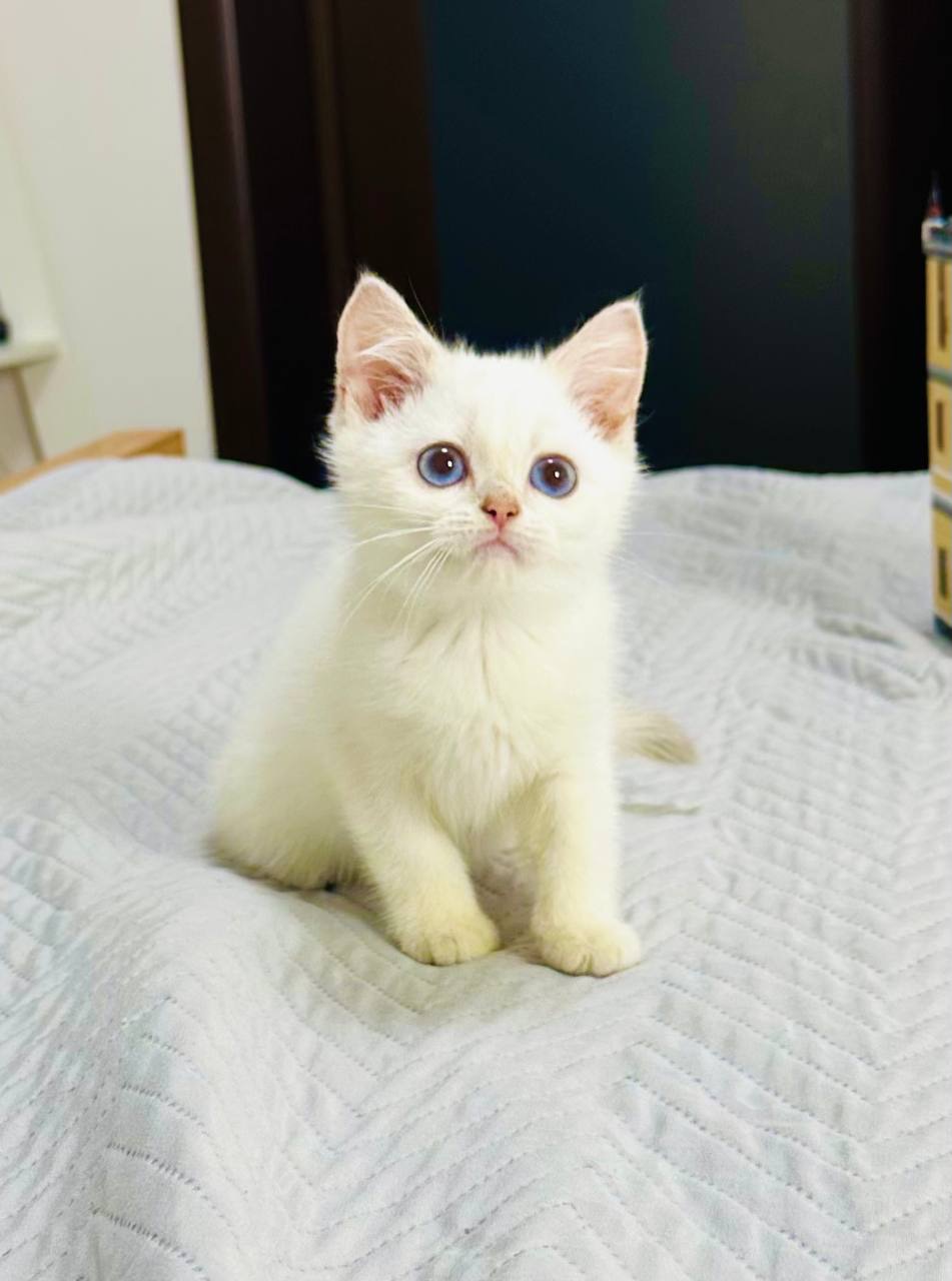 Хлопчик золота шиншила поінт