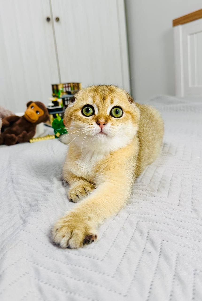 Хлопчик золота шиншила