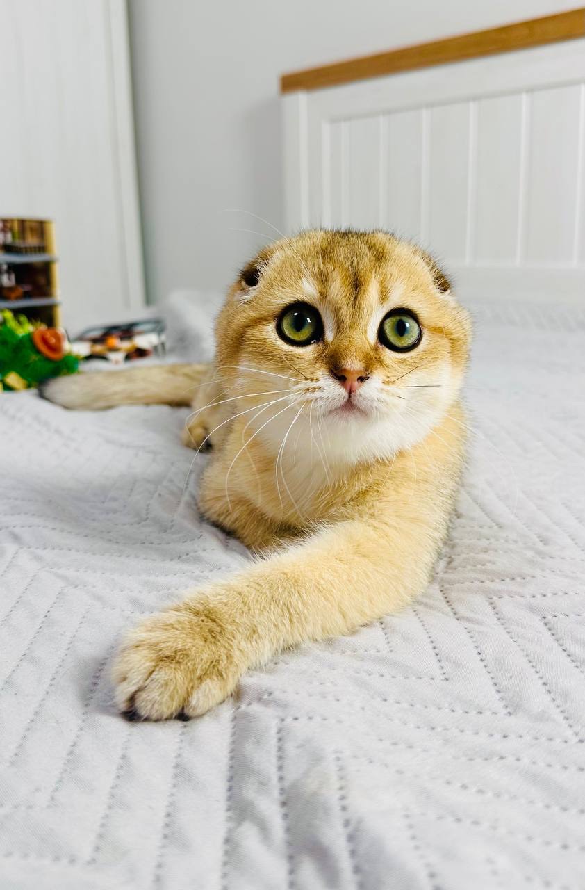 Хлопчик золота шиншила