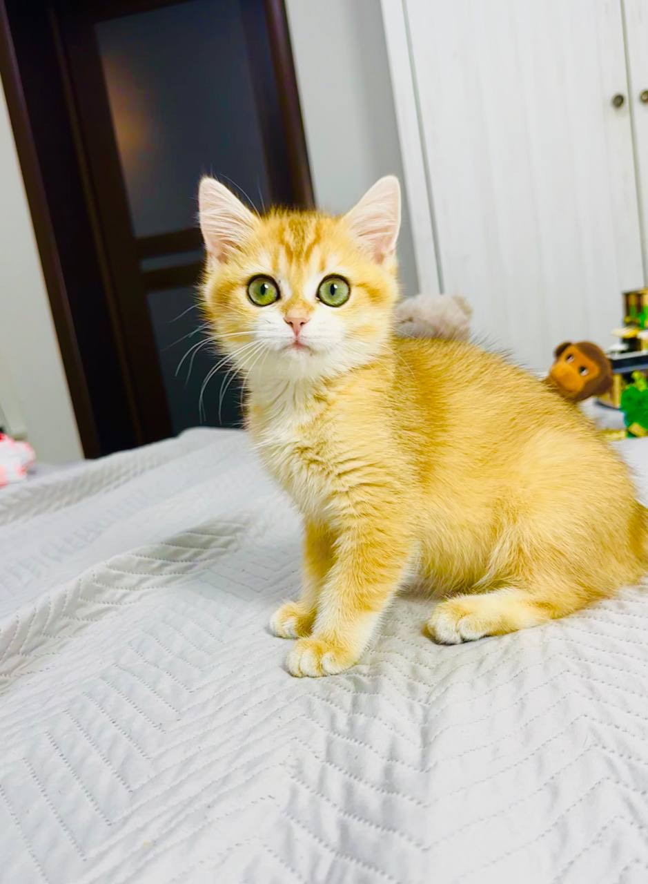 Хлопчик золота шиншила