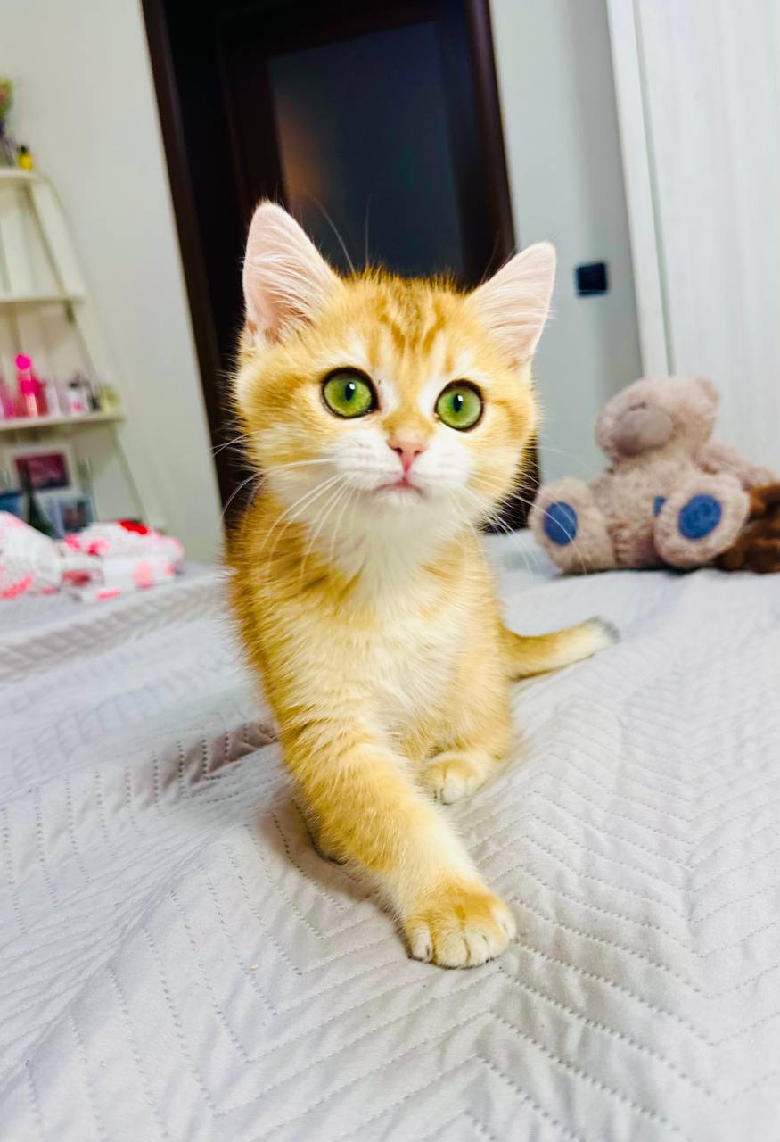 Хлопчик золота шиншила
