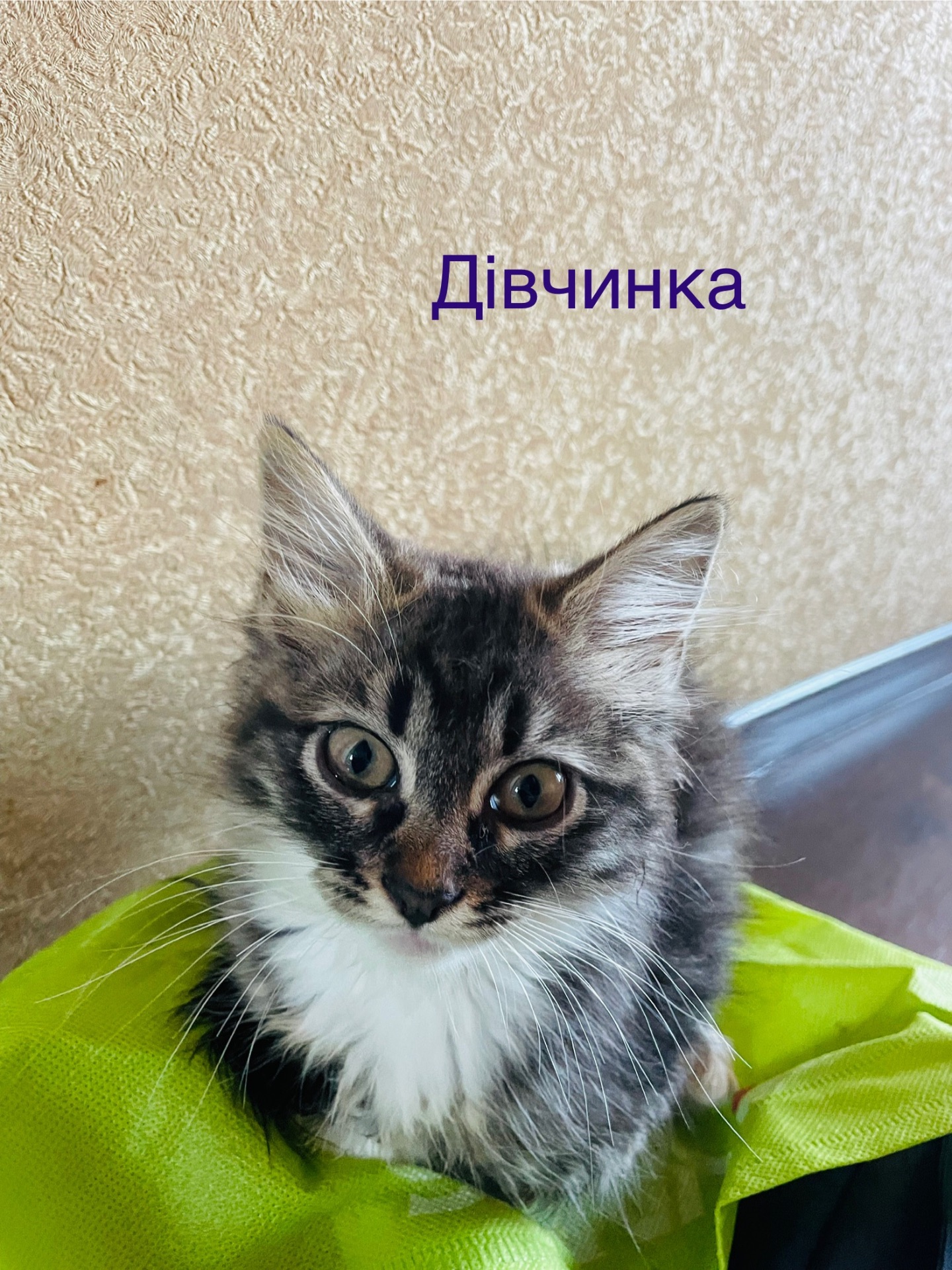 Кошенята віддам безкоштовно