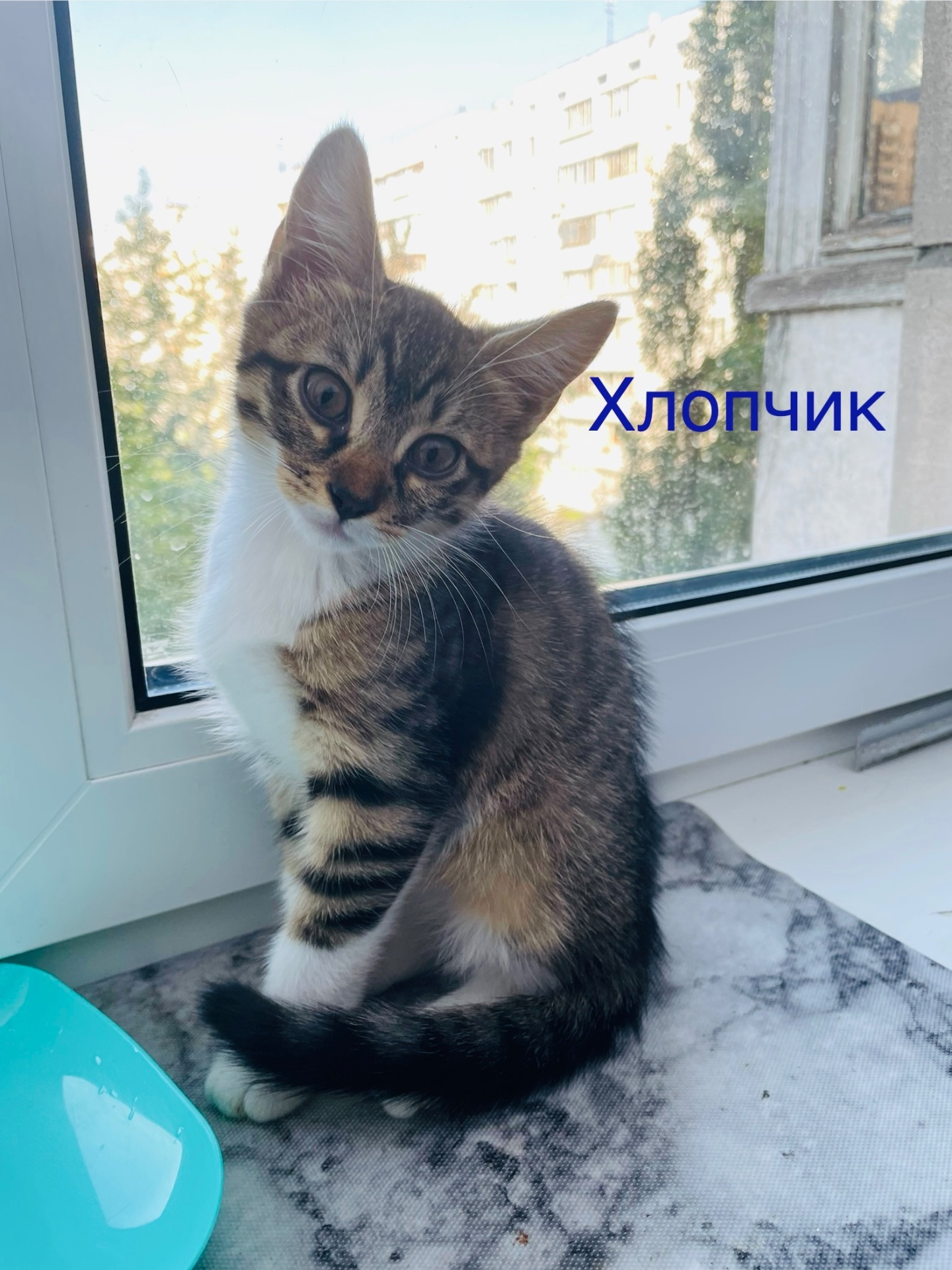 Кошенята віддам безкоштовно