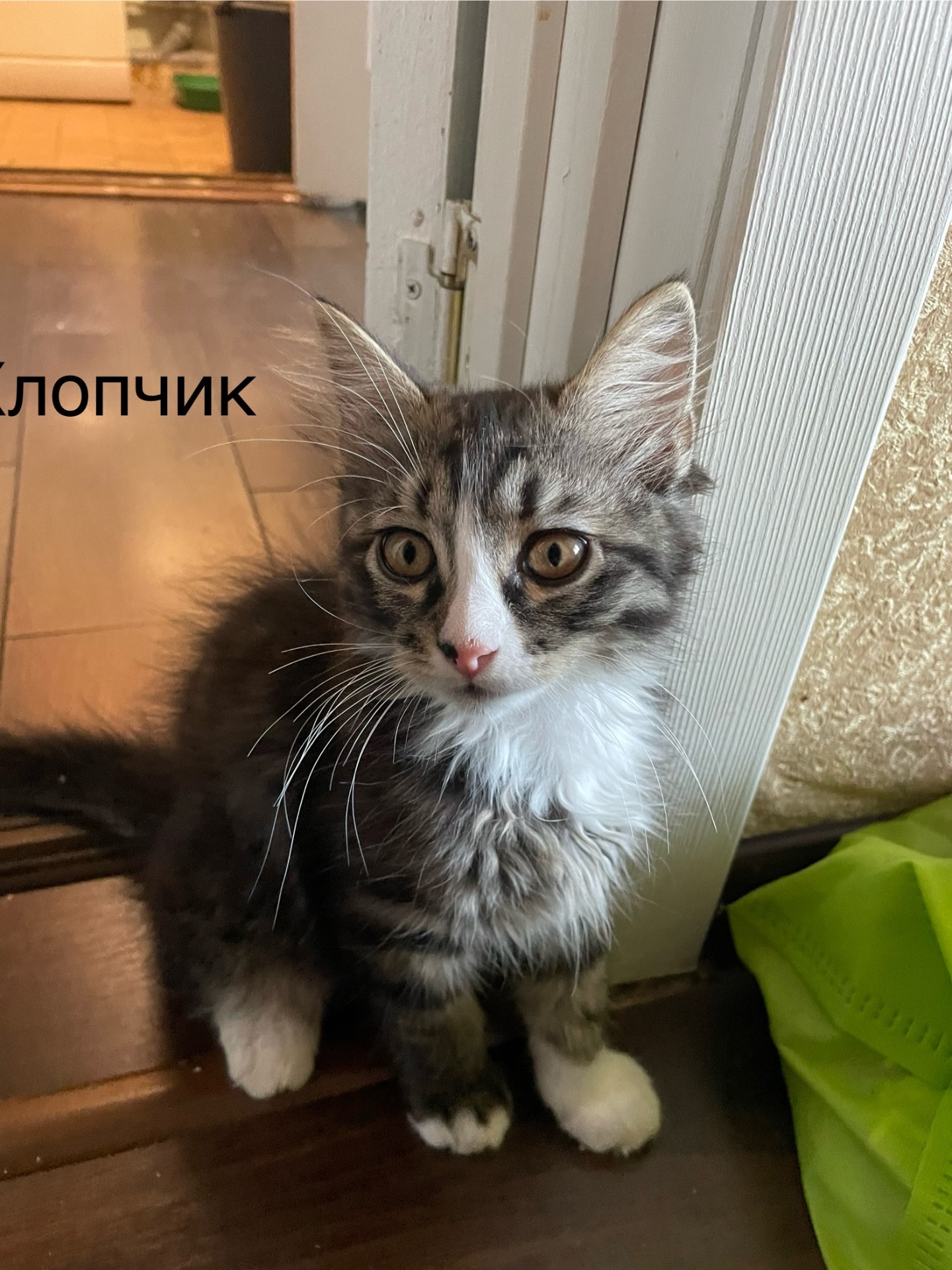 Кошенята віддам безкоштовно