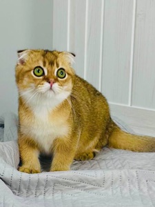 Хлопчик золота шиншила