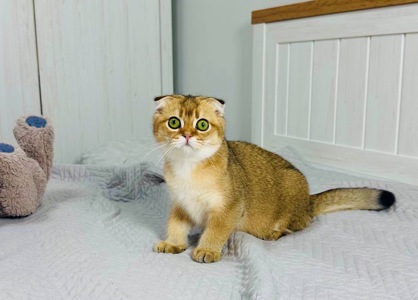 Хлопчик золота шиншила