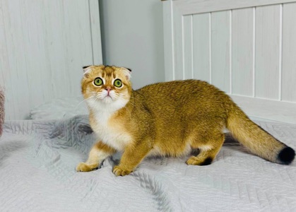 Хлопчик золота шиншила