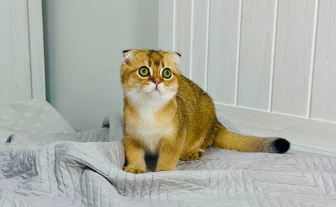 Хлопчик золота шиншила
