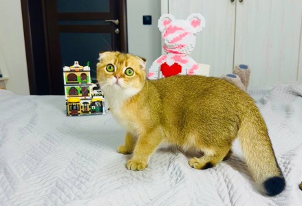 Хлопчик золота шиншила