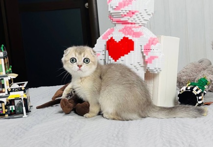 Хлопчик голуба шиншила на золоті