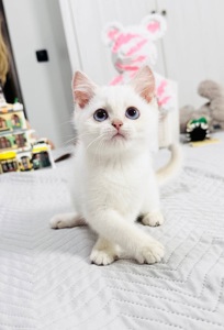 Хлопчик золота шиншила поінт