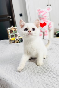 Хлопчик золота шиншила поінт