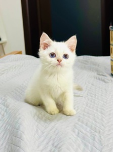 Хлопчик золота шиншила поінт