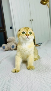 Хлопчик золота шиншила