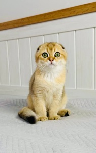 Хлопчик золота шиншила