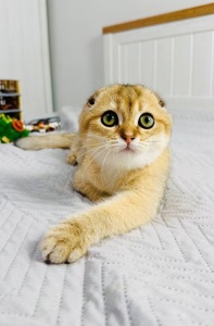 Хлопчик золота шиншила