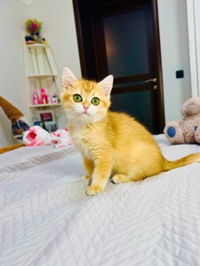 Хлопчик золота шиншила