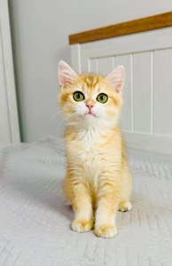 Хлопчик золота шиншила