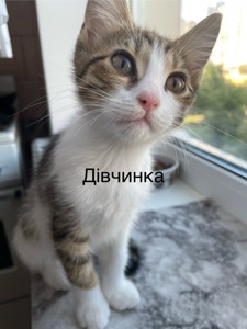 Кошенята віддам безкоштовно
