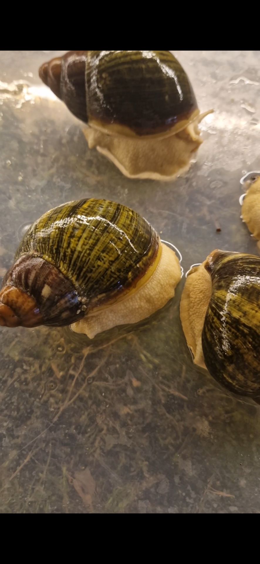 Archachatina Ventricosa Leucistitic Линия Уральской Ф3