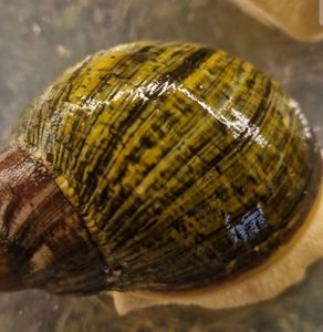 Archachatina Ventricosa Leucistitic Линия Уральской Ф3