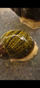 Archachatina Ventricosa Leucistitic Линия Уральской Ф3