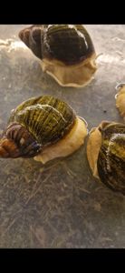 Archachatina Ventricosa Leucistitic Линия Уральской Ф3