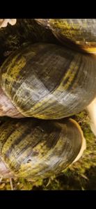 Archachatina Ventricosa Leucistitic Линия Уральской Ф3