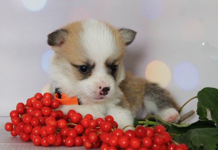 Попереднє бронювання - Цуценята вельш-коргі пемброк