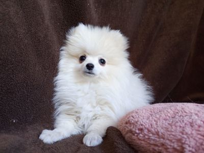 Цуценятко померанський шпіц